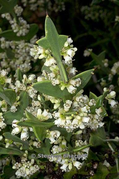 colletia paradoxa 1 graphic